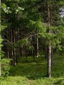 SKOG 1 park.jpg